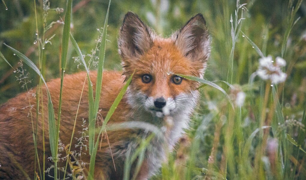 brown and white fox on green grass