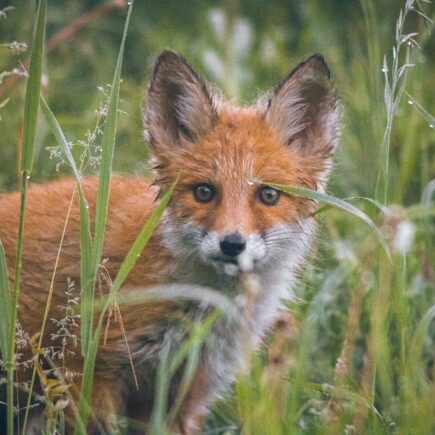 brown and white fox on green grass