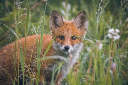 brown and white fox on green grass