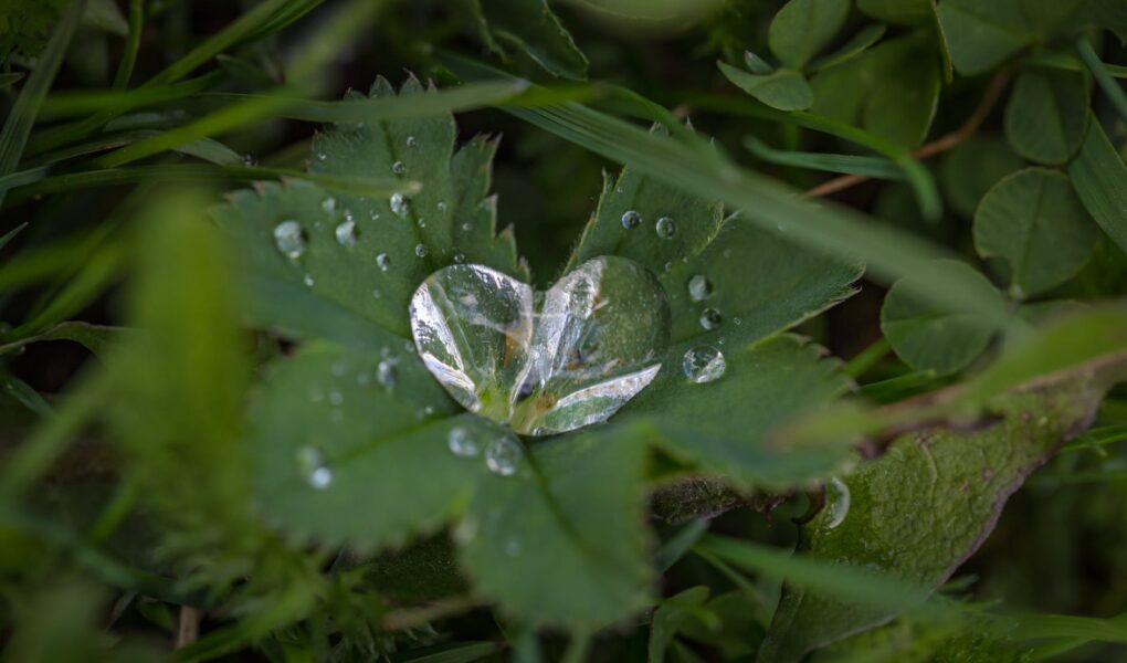 green leaf plant