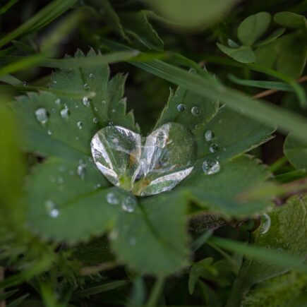 green leaf plant