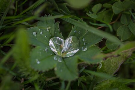 green leaf plant