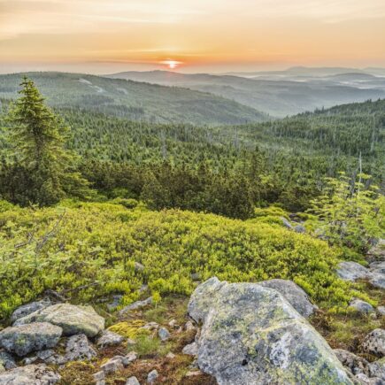 forest aerial photography