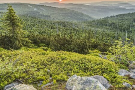 forest aerial photography