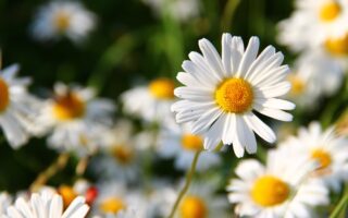 flowers meadow white flower