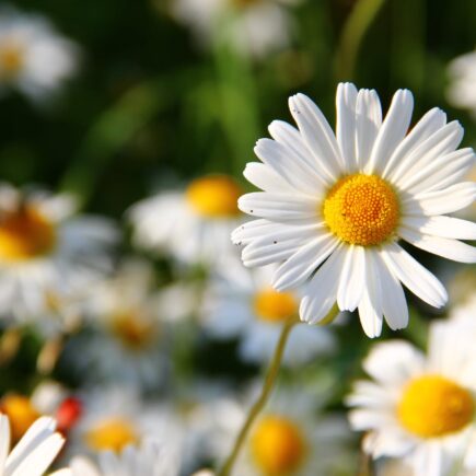 flowers meadow white flower